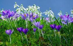 Acheter des bulbes &agrave; floraison pr&eacute;coce Lubera