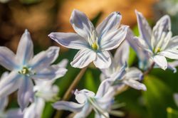 ipheion, Ipheion uniflorum