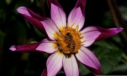 Acheter des dahlias honka, Lubera