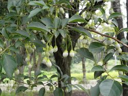 photo, Storax, Styrax