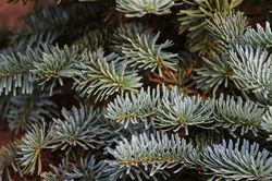 photo acheter sapin