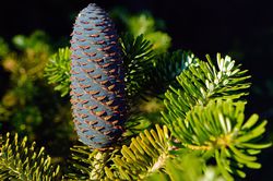 photo acheter sapin
