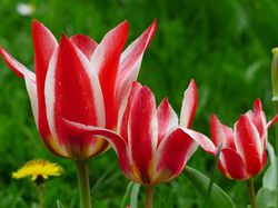 Acheter des tulipes fleur de lys jardinerie Lubera