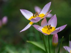 Acheter des tulipes sauvages bulbes de fleurs Lubera