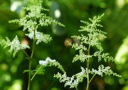 Barbe-de-bouc 