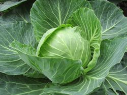Graines de chou blanc, Brassica oleracea convar. capitata var. alba, Chou, Chou blanc, Lubera