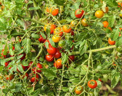 Tomates sauvages, tomate sauvage, Lubera