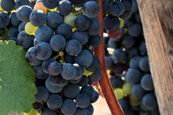 Raisin sans p&eacute;pins, Vitis Lubera Pixabay