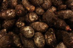 Yam, Yampflanze, Gem&uuml;sepflanze, Lubera, Dioscorea, Yamwurzel