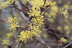 Cornouiller Cornus mas Lubera