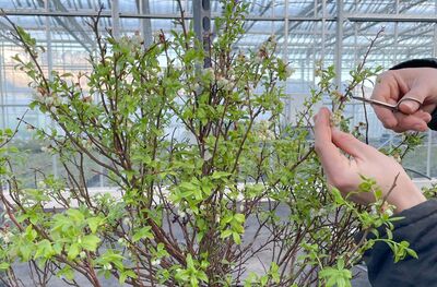 Entmnnigte Heidelbeeren, verwurzelte Himbeeren und gemixte Honigbeeren &#8211; ein aktueller Einblick in die Zchtung bei Lubera