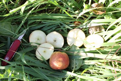 La s&eacute;lection de pommes sans p&eacute;pins chez Lubera
