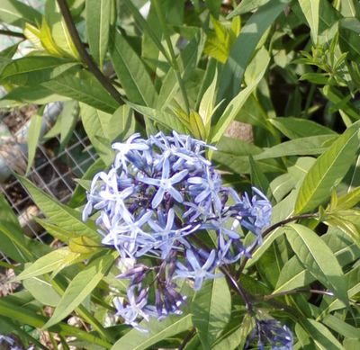 Amsonia tabernaemontana var. salicifolia, Amsonie, Fleurs