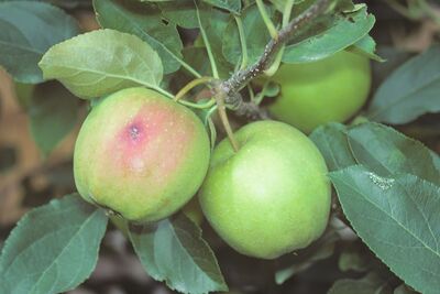 Cydia pomonella, carpocapse, ravageurs du pommier, d&eacute;g&acirc;ts de morsure