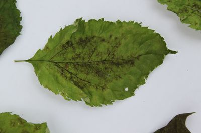 Tavelure du pommier - comment nous cultivons des pommiers r&eacute;sistants &agrave; la tavelure du pommier