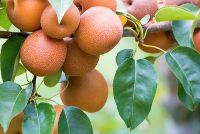 nashi, poirier japonais (Pyrus Pyrifolia), Nashi
