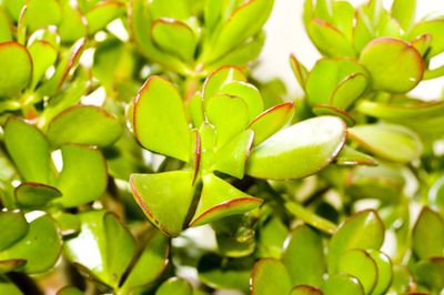 Affenbrotbaum &ndash; Zimmerpflanze: Pflegen &amp; Vermehren