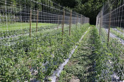 Tomates - l'amour au premier regard (ou tait-ce au deuxime ?) L'histoire de la culture de tomates Lubera