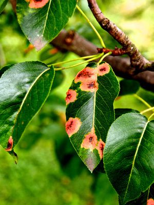Birnbaum Krankheiten und Schädlinge an Blättern und Früchten erkennen und behandeln