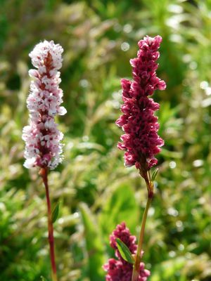 Acheter de la renou&eacute;e, Bistorta, Lubera