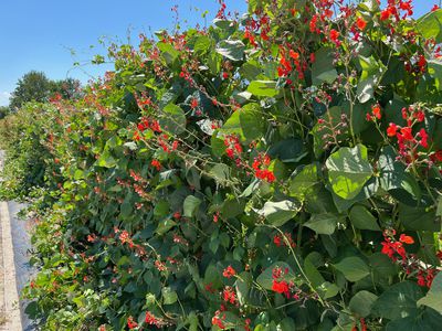 Feuerbohnen (Phaseolus coccineus) pflanzen, pflegen und ernten