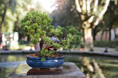 Bonsai Pflege &#8211; Pflegeanleitung & Schneiden fr Anfnger