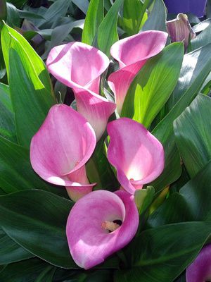 Calla (Zantedeschia aethiopica) &ndash; Pflege der Zimmercalla