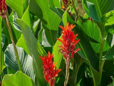 Die Canna pflanzen - das Indische Blumenrohr, das aus Amerika stammt