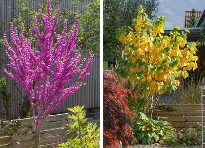 Cercis 'Avondale', floraison printani&egrave;re et feuillage automnal sur la m&ecirc;me plante