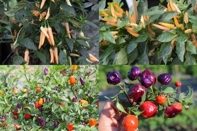 Lubera, �a chauffe de plus en plus : piments et poivrons issus des s�lections vari�tales Lubera