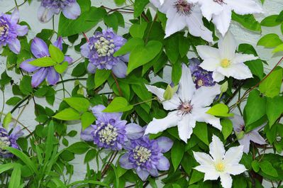 Clematis montana Sorten