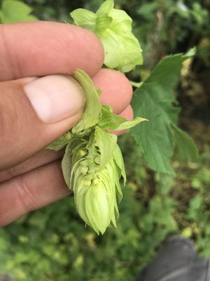photo Hopfenpflanzen kaufen Comet (Humulus lupulus) Lubera