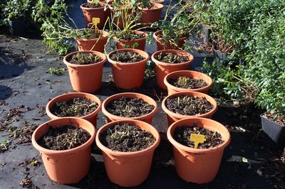 Planter des pommes de terre en pot : culture lors d'un été humide
