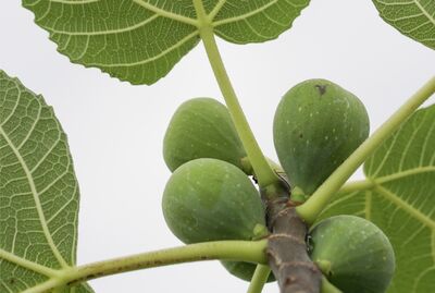 Mes figues ne m�rissent pas : que puis-je faire ?