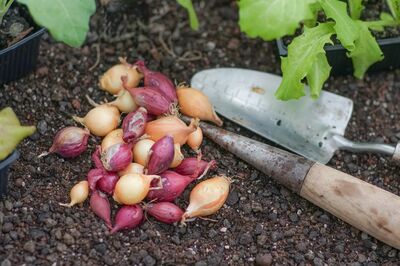 L&eacute;gumes d'hiver, semis en plein &eacute;t&eacute;, graines de l&eacute;gumes d'hiver