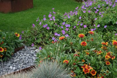 photobeet Sonne, sonnig, Geranium, Gaillardia, Festuca