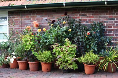 Dahlia Sorten,Dahlien im Herbst, Dahlien im Topf Sorten 'Sylvia', 'Ben Huston',  'Souvenir d'&Eacute;t&eacute;', 'Cornel Brons', Dahlienprojekt getopfte Dahlien, Dahlie Staude