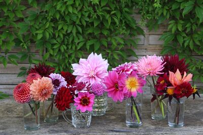 Dahlias &agrave; floraison pr&eacute;coce