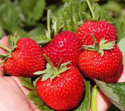 Warum Erdbeeren gesund sind?