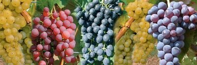 Weinreben mit den gr&ouml;ssten Beeren