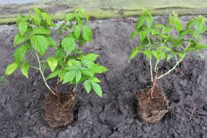 Den Pflanzabstand bei Himbeeren richtig whlen