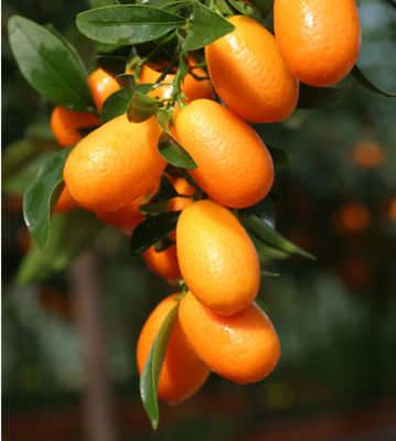 Kumquat ovale Kumquat fortunella margarita Lubera