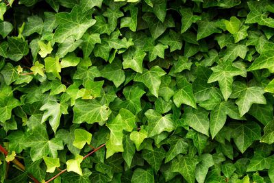 Entretien du lierre au jardin : taille, multiplication & toxicité ?