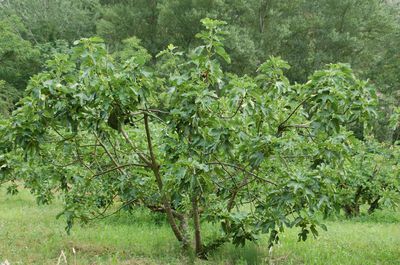 Feigenstrauch - Warum der Feigenbaum ein Strauch ist und auch als Strauch erzogen werden sollte
