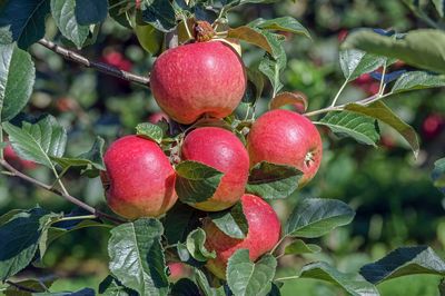 Apfelzüchtung - so entstehen Lubera® Originale