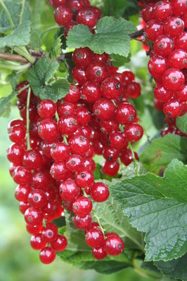 Johannisbeeren Pflege - wenig Aufwand, viel Ertrag!