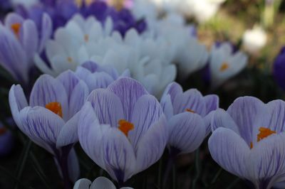 La période de floraison des crocus : des bulbes au printemps et en automne