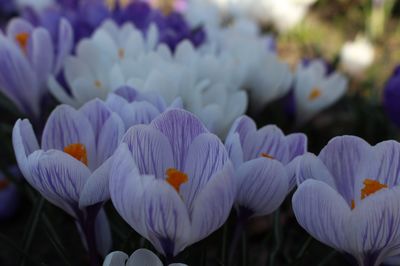 Krokus Bltezeit: Blumenzwiebeln im Frhling und Herbst