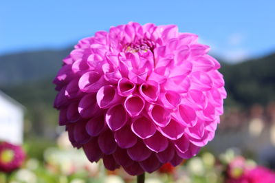 dahlias balles Hapet Blue Megan
