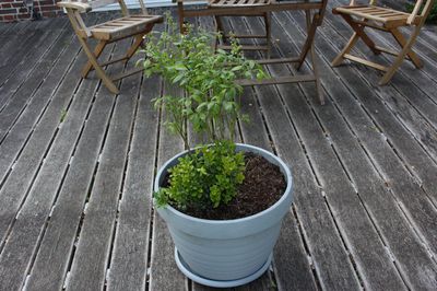 myrtilles en pot